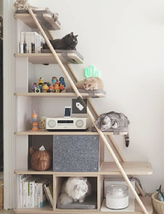 펫테리어 시장 성장에…업계, 호실적 기대 - 뉴스 썸네일 이미지