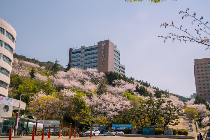 동의대 총학생회, 봄 벚꽃축제 4년 만에 재개 - 대한경제